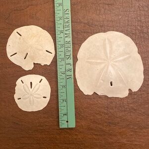 3 Sand Dollars